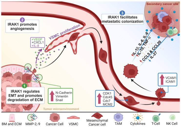 PMC11506742 – cells-13-01690-f002