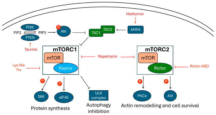 PMC11675073 – cells-13-02036-f002