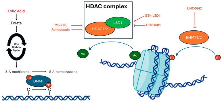 PMC11675073 – cells-13-02036-f003