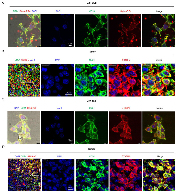 PMC11719756 – cells-14-00009-f007