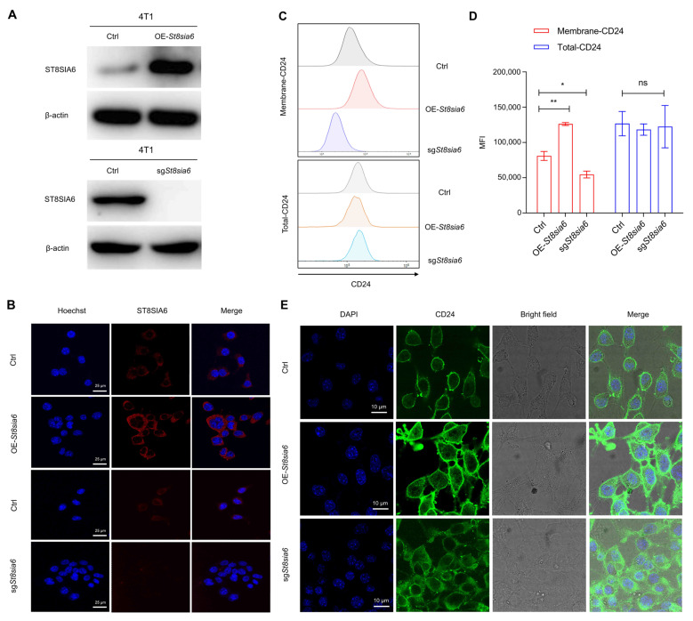 PMC11719756 – cells-14-00009-f008
