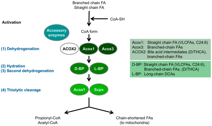 PMC11764017 – cells-14-00147-f001