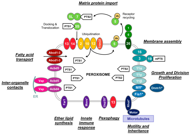 PMC11764017 – cells-14-00147-f002