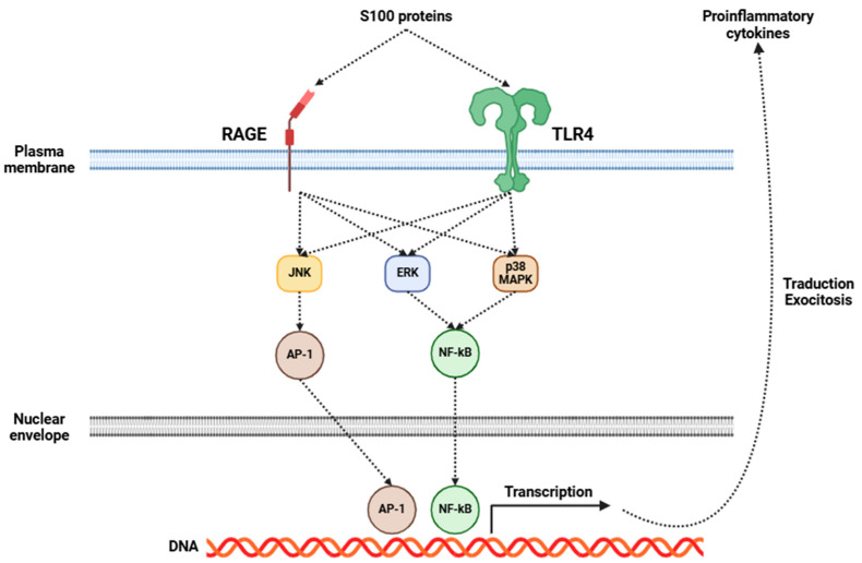 PMC11853252 – cells-14-00271-f002