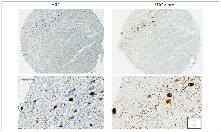 PMC12190736 – cells-14-00869-f0A8