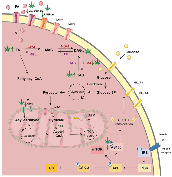 PMC12249120 – cells-14-00998-f008