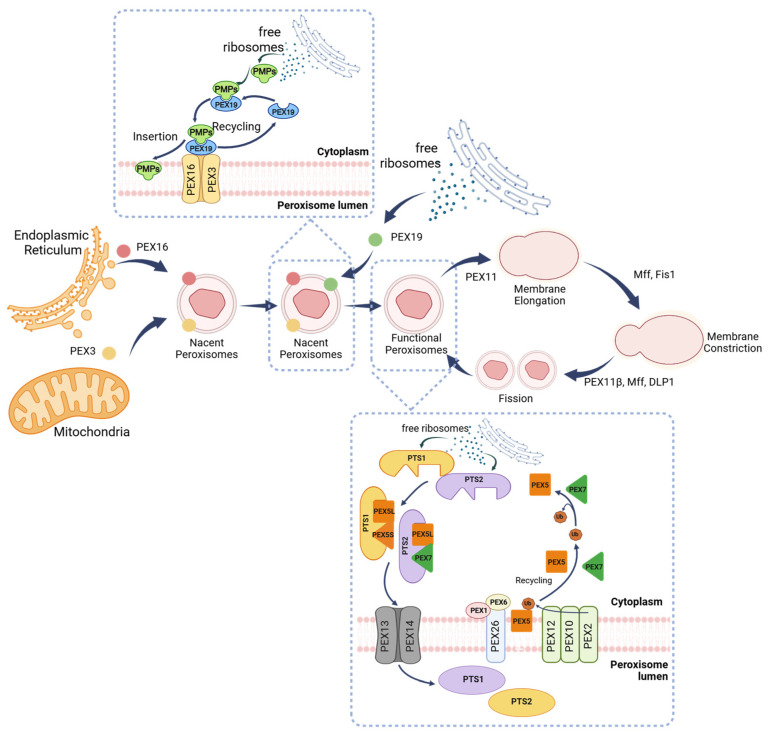 PMC12731542 – cells-14-02021-f001
