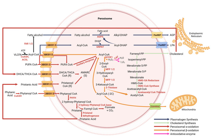 PMC12731542 – cells-14-02021-f002