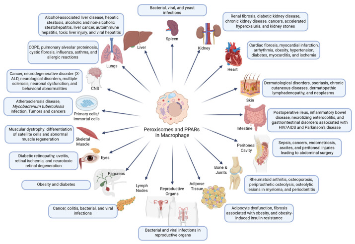 PMC12731542 – cells-14-02021-f003