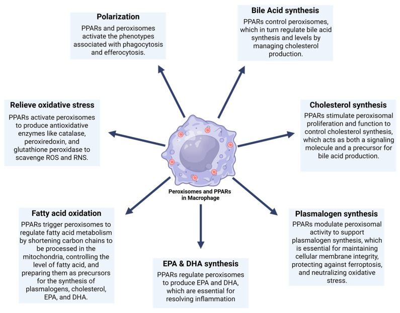 PMC12731542 – cells-14-02021-f004