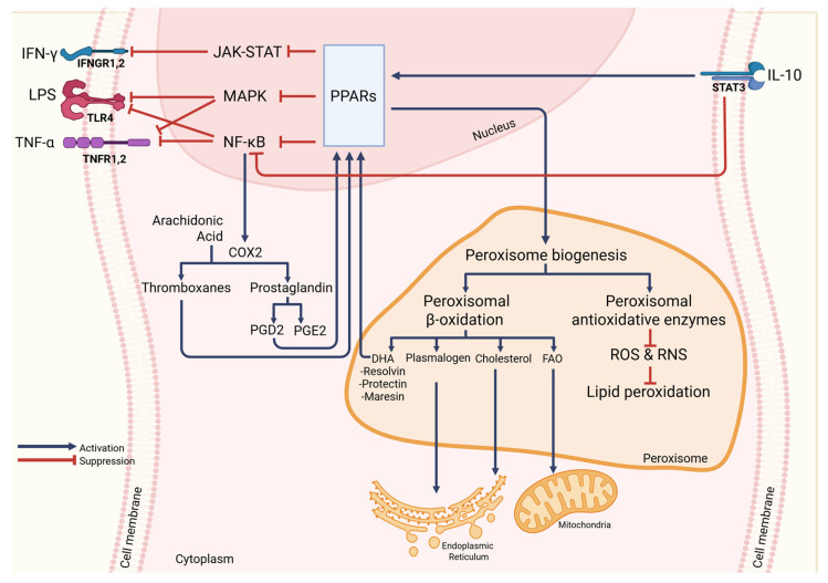 PMC12731542 – cells-14-02021-f005