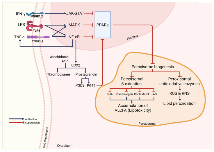 PMC12731542 – cells-14-02021-f006