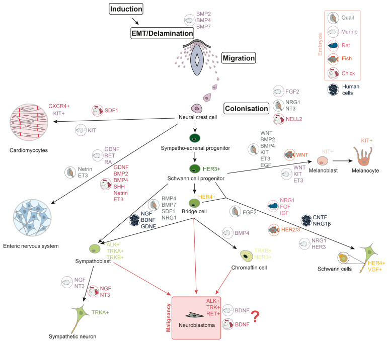PMC12785096 – cells-15-00004-f001