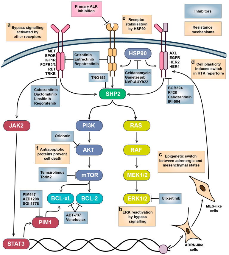 PMC12785096 – cells-15-00004-f005