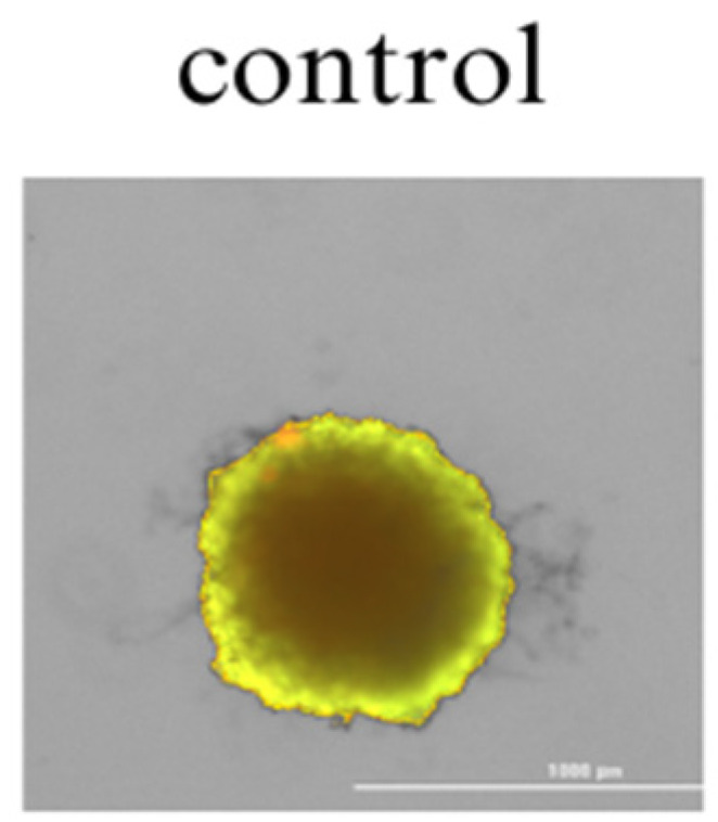 PMC11048930 – cimb-46-00227-f004