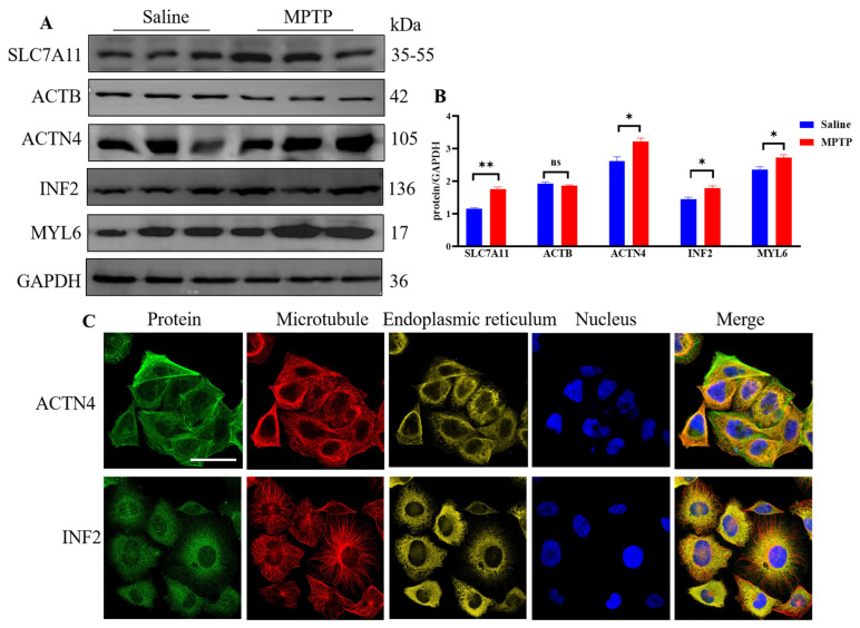 PMC11430384 – cimb-46-00600-f004