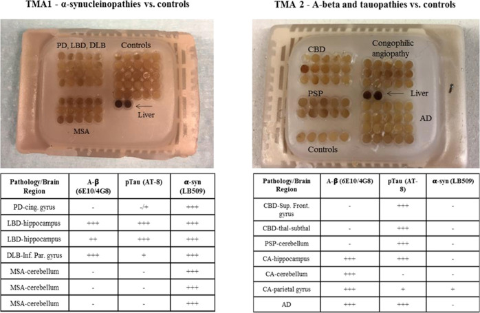 PMC11587505 – fig8