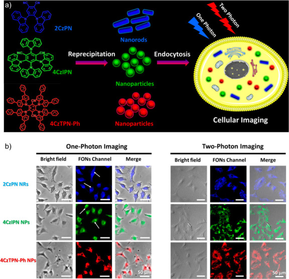 PMC12132800 – fig249