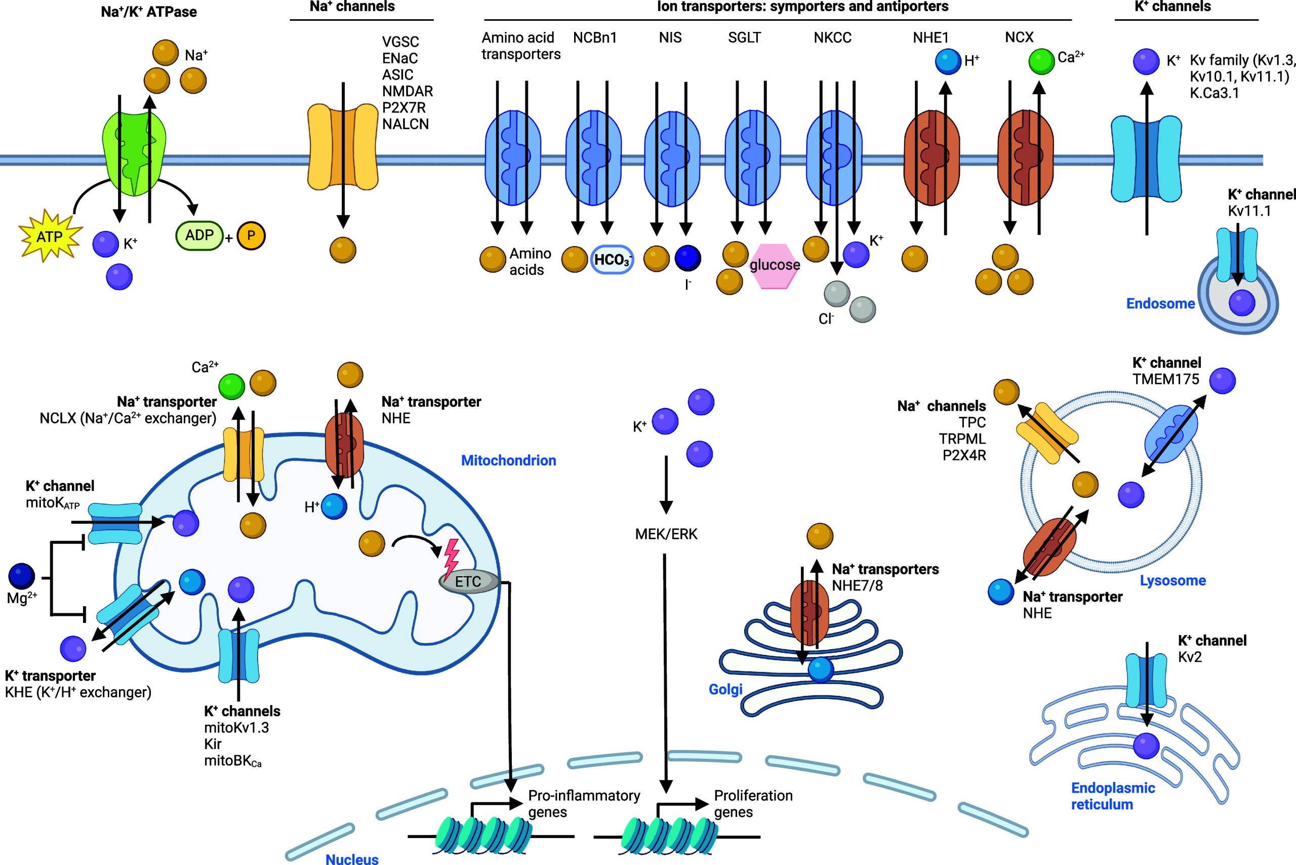 PMC11758815 – fig4