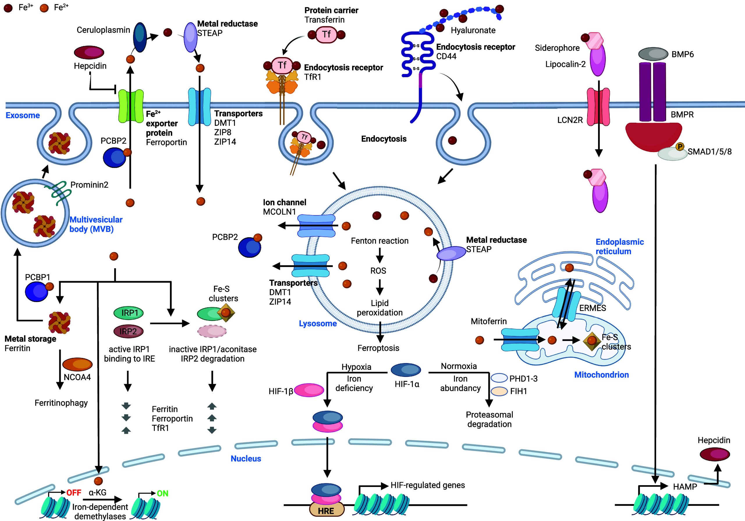 PMC11758815 – fig8