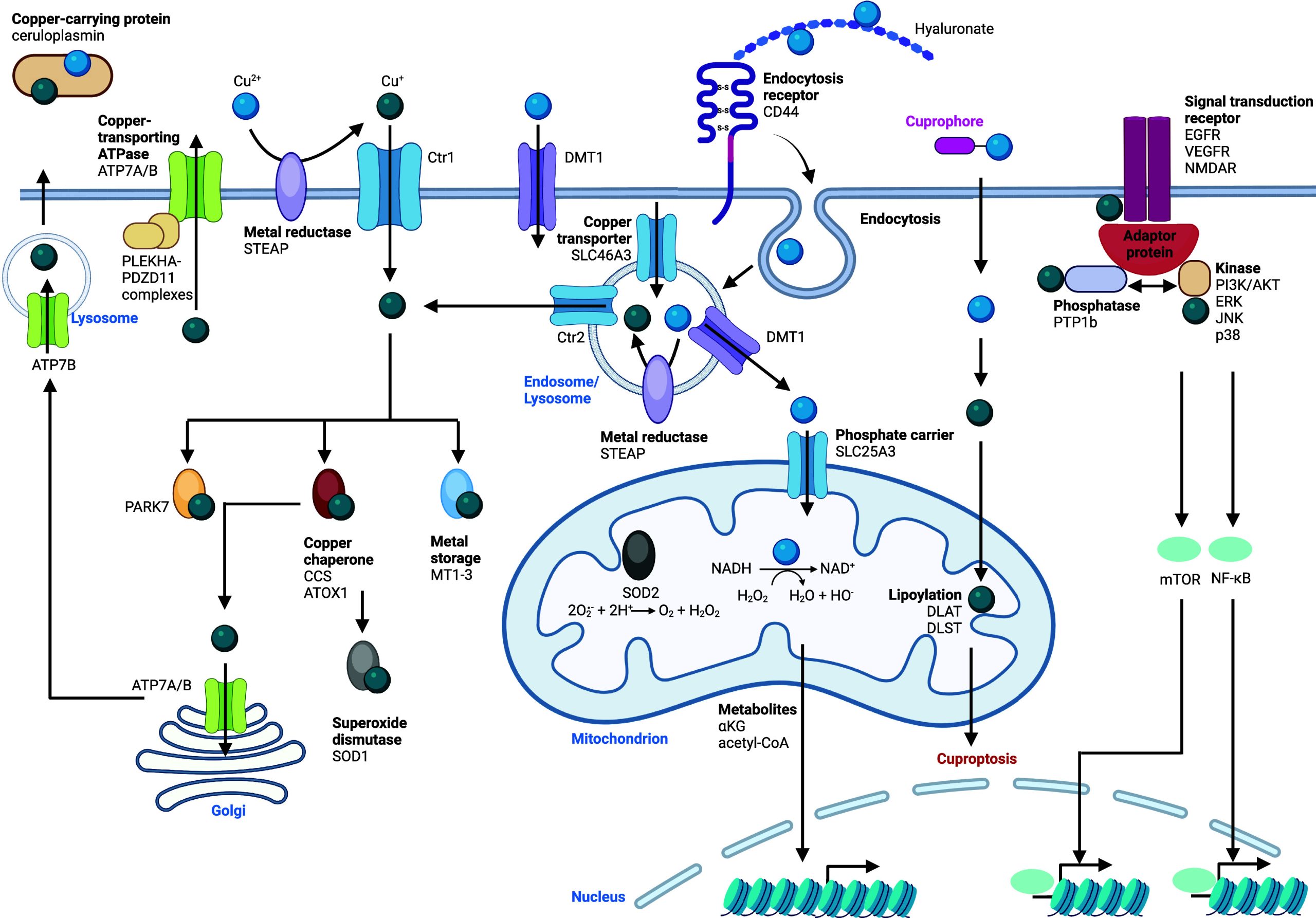 PMC11758815 – fig9