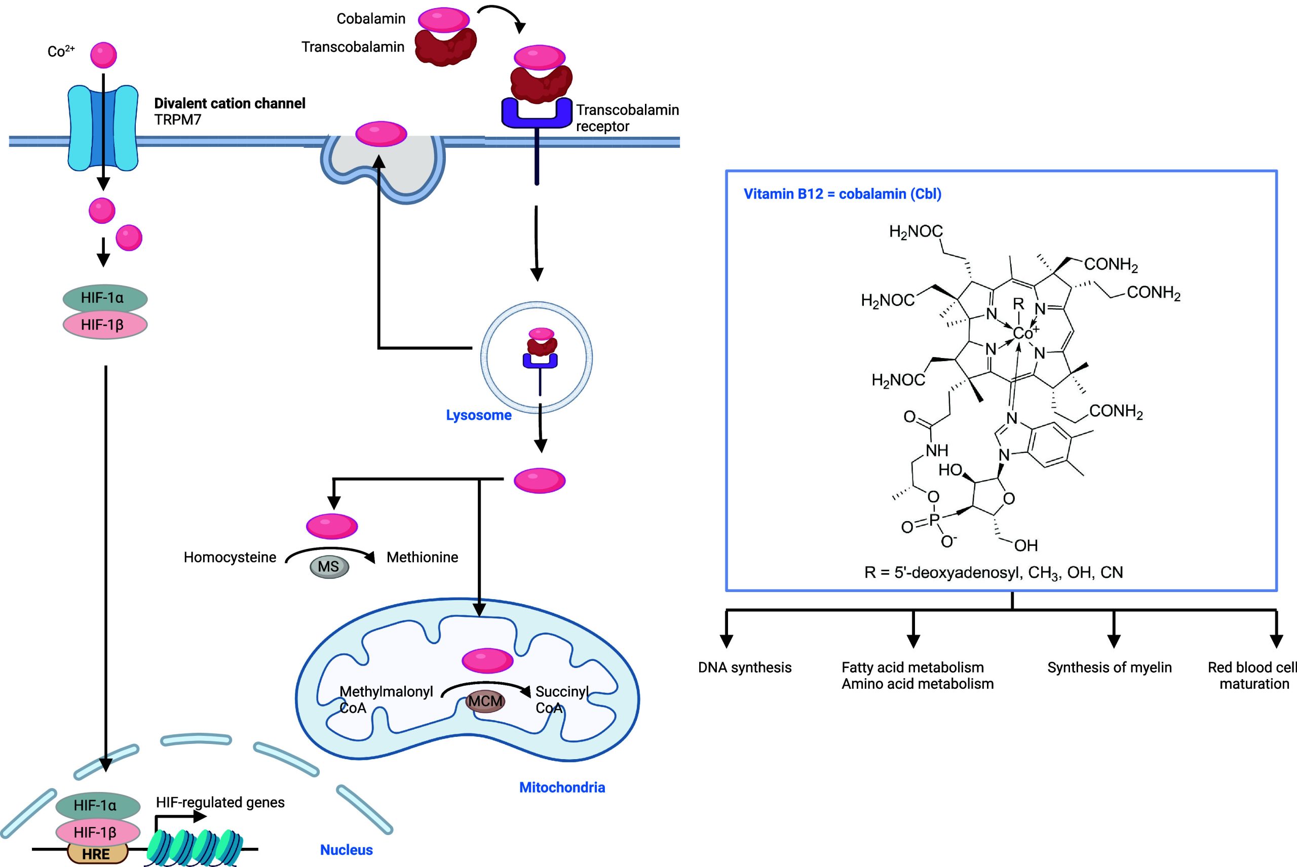 PMC11758815 – fig11