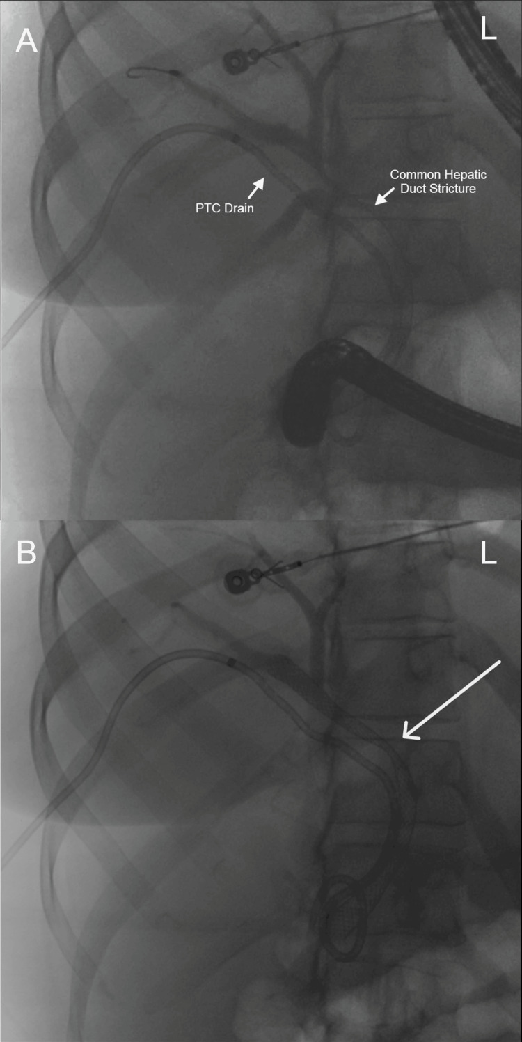 PMC11501856 – FIG2