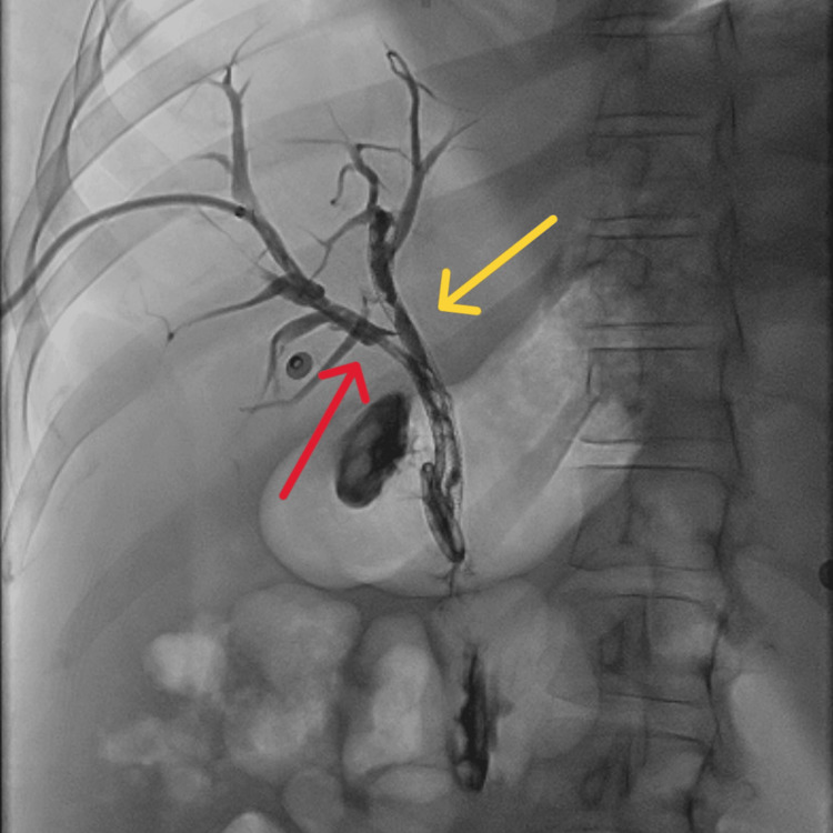PMC11501856 – FIG4