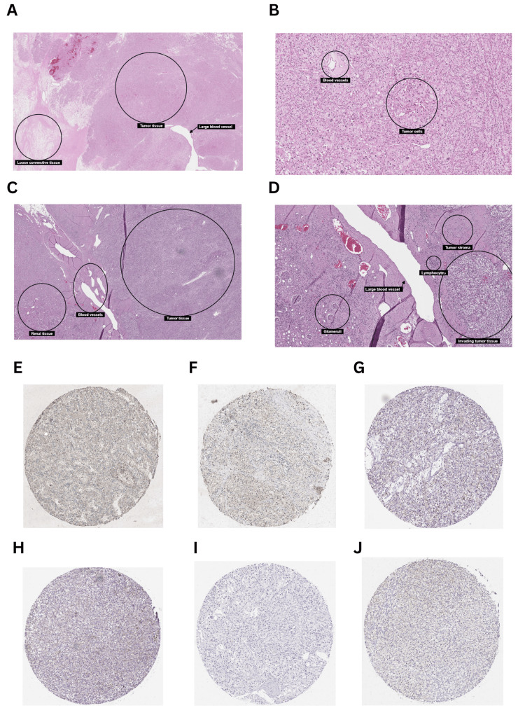 PMC11687406 – FIG5