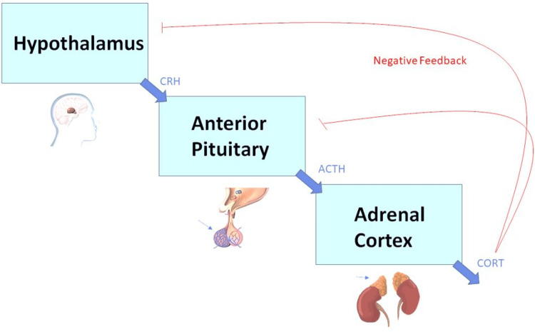 PMC11910202 – FIG2