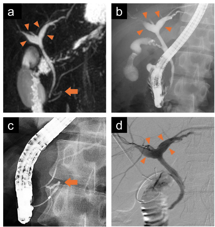PMC11970871 – FIG2