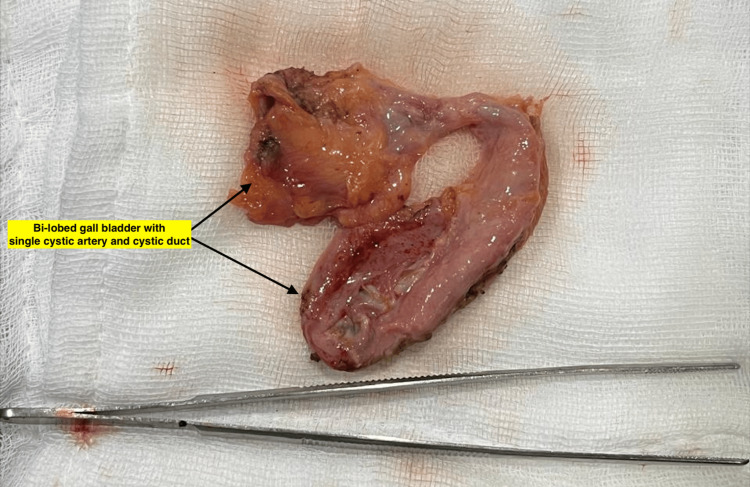 PMC12254048 – FIG6