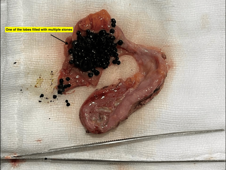 PMC12254048 – FIG7