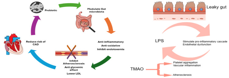 PMC12176072 – FIG2