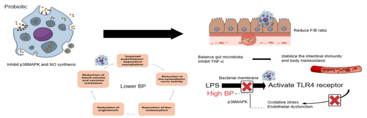 PMC12176072 – FIG7