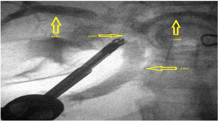 PMC12399276 – FIG5
