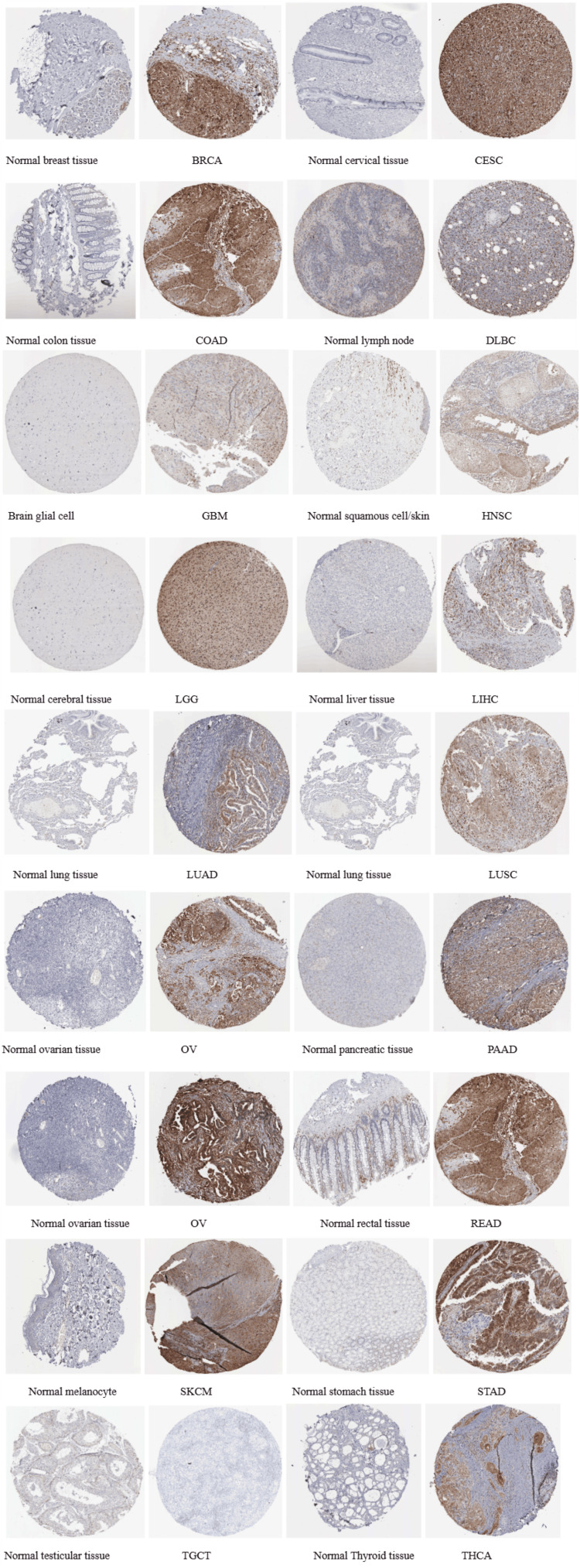 PMC12530666 – FIG4