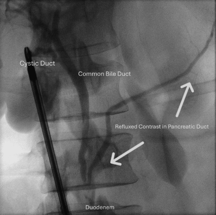 PMC12620036 – FIG1