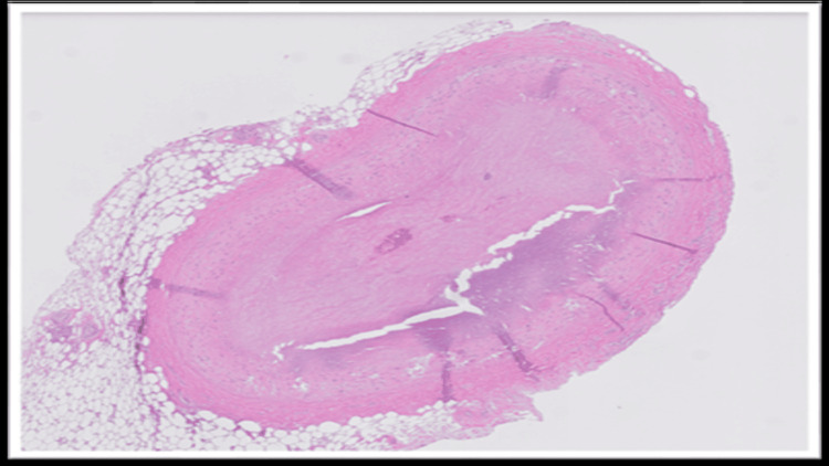 PMC12746898 – FIG1