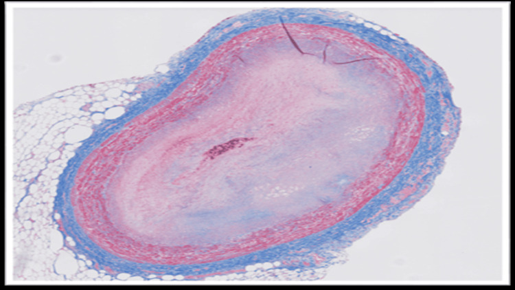 PMC12746898 – FIG2