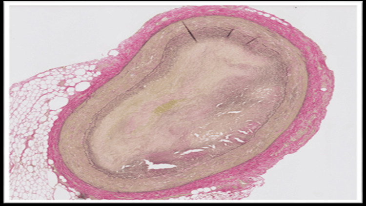 PMC12746898 – FIG3