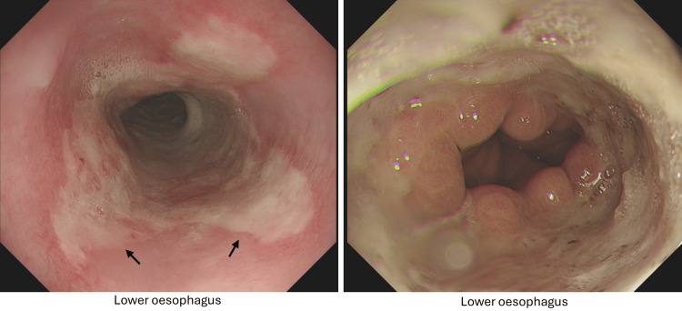 PMC12925600 – FIG3