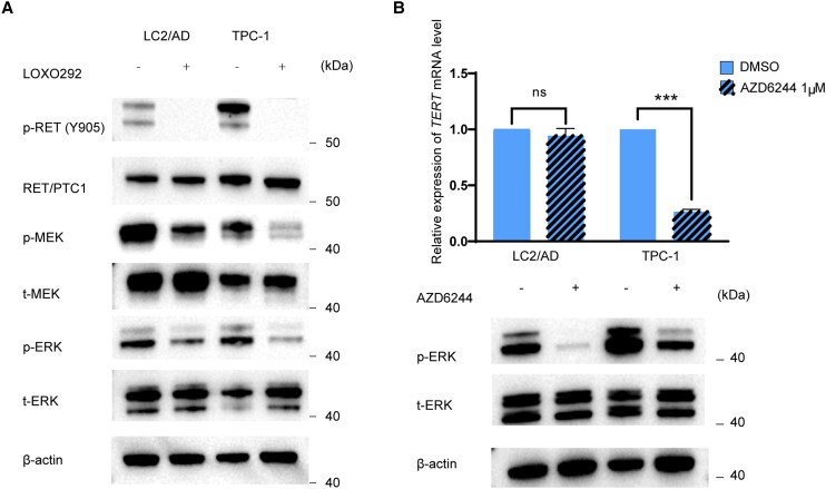 PMC11570377 – dgae327-F3