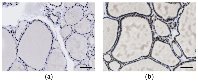 PMC7277944 – diagnostics-10-00280-f002