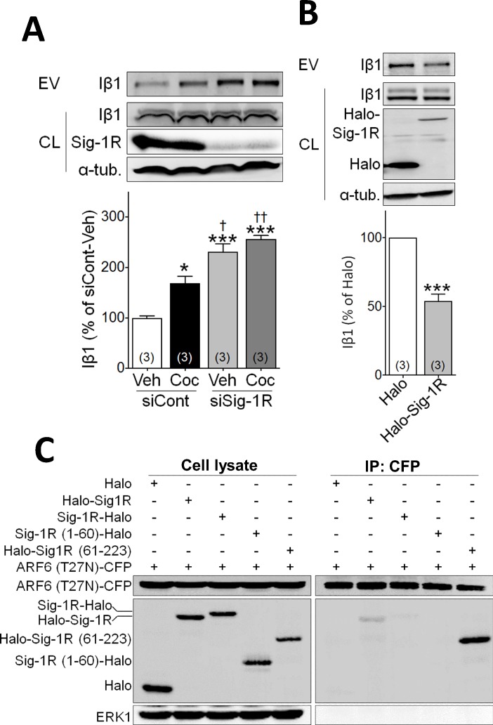 PMC6850780 – fig1s1