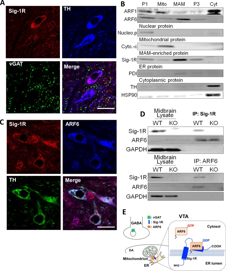 PMC6850780 – fig3