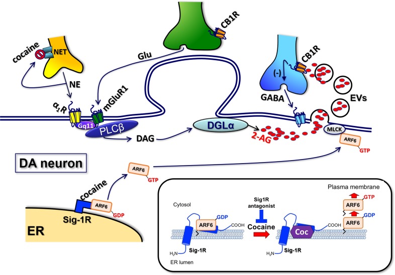 PMC6850780 – fig8s1