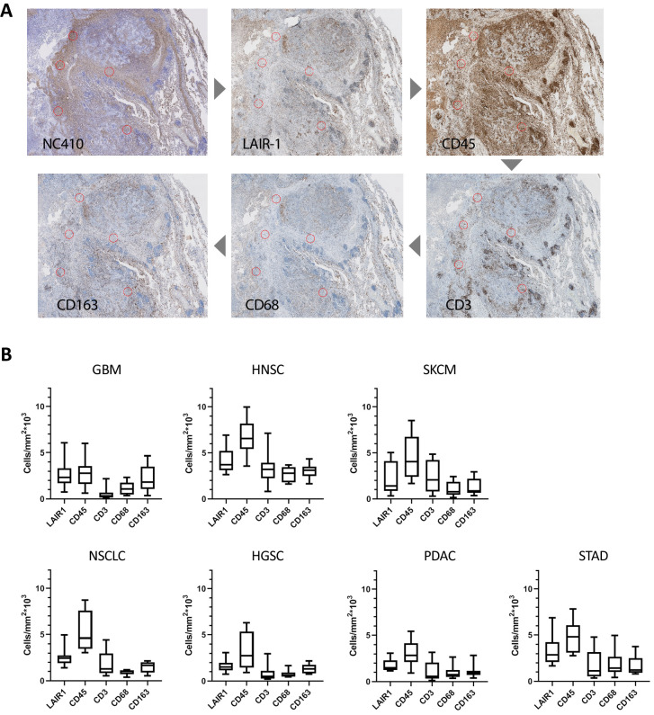 PMC8225389 – fig7s1