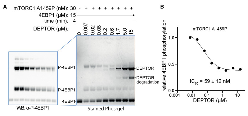 PMC8439657 – fig1s1