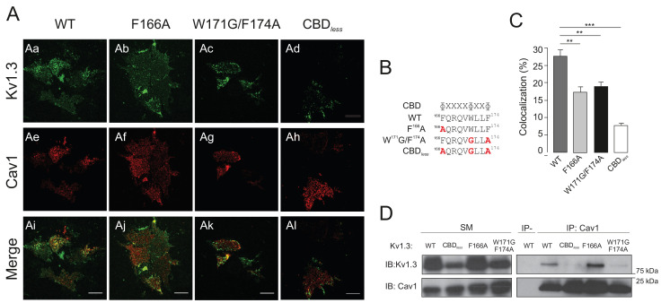 PMC8248986 – fig1s1